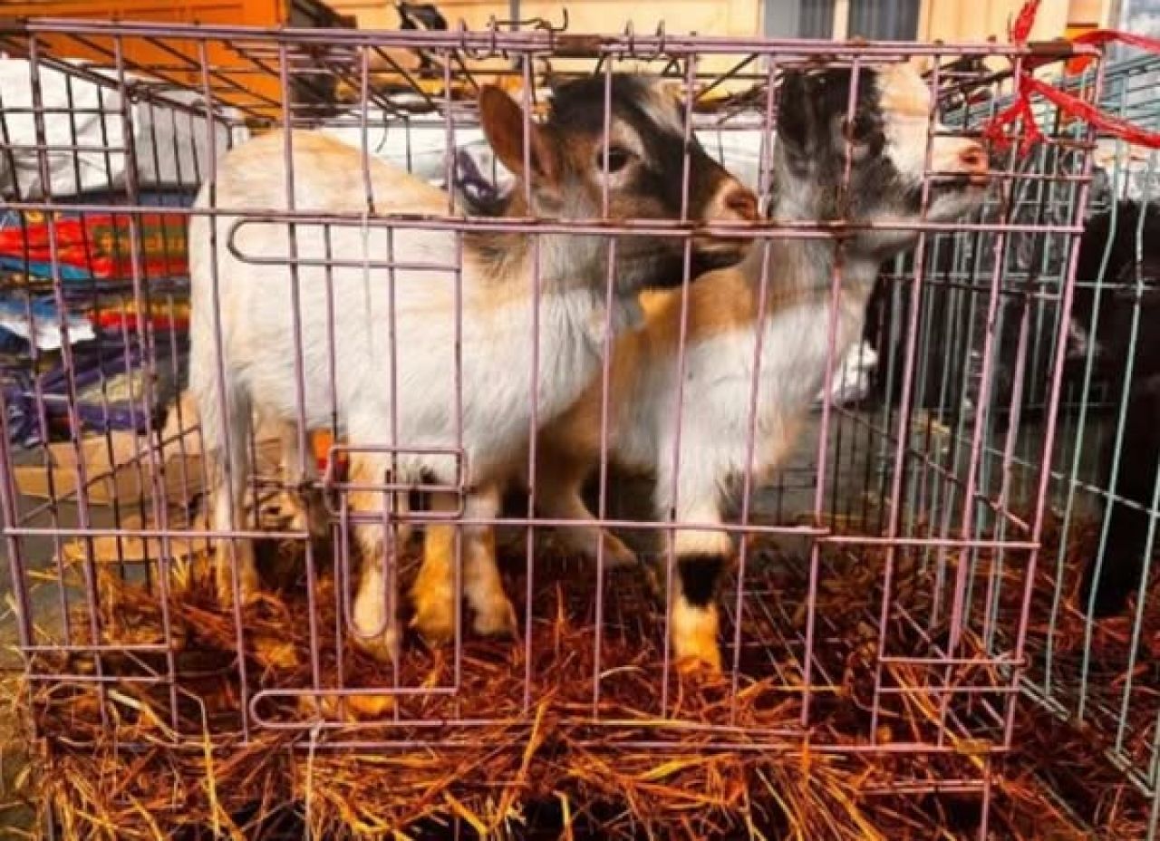Kambing pygmy