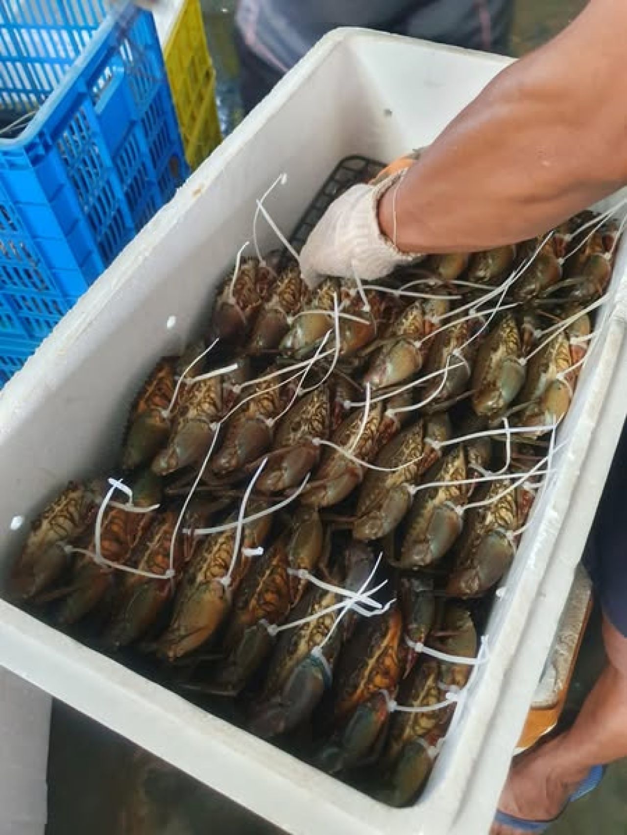 Kepiting Bakau dari Kepulauan Riau