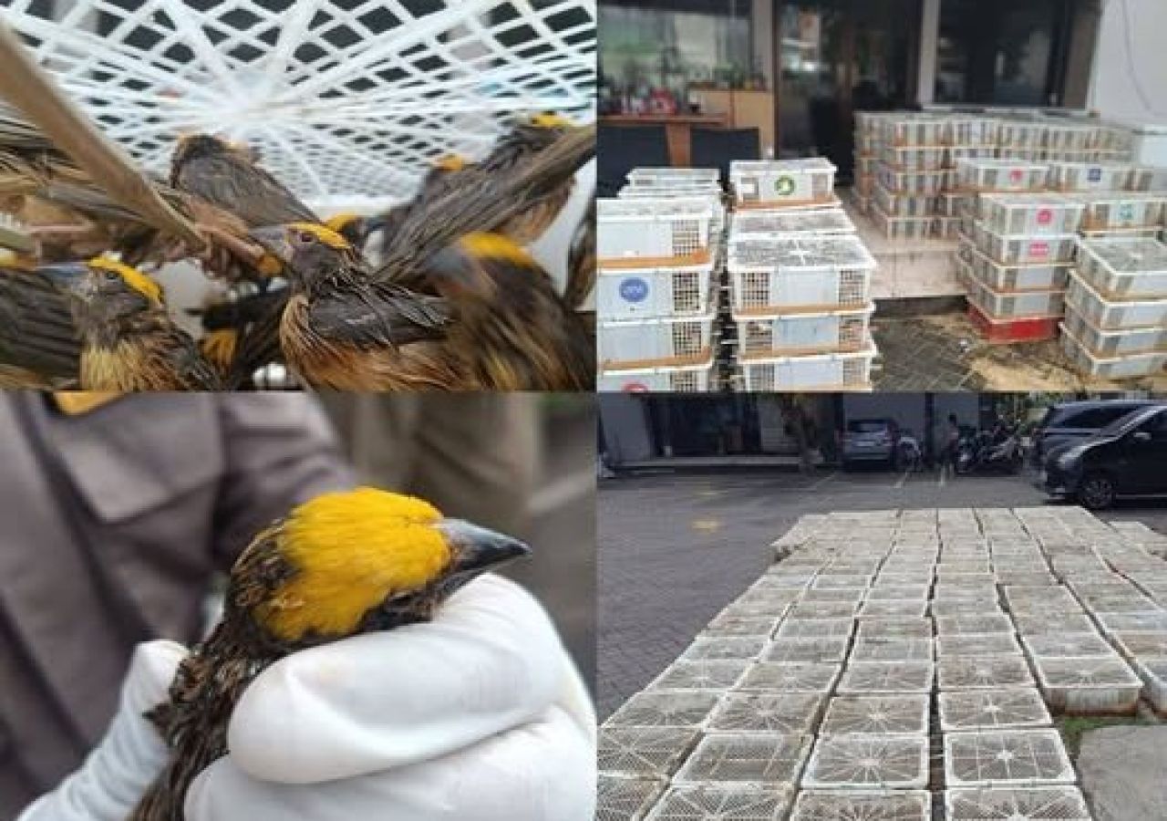 Ribuan burung yang hendak diselundupkan