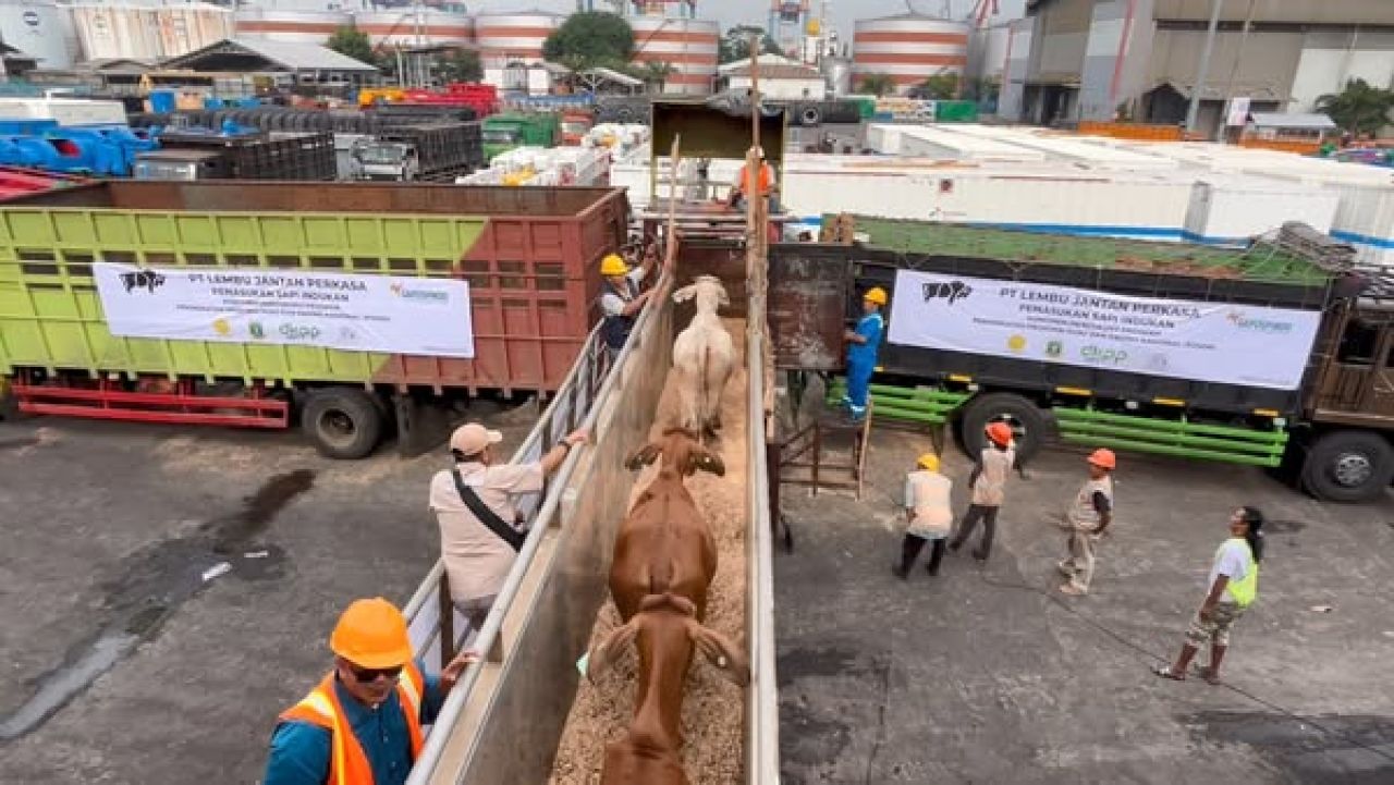Penurunan sapi dari kapal