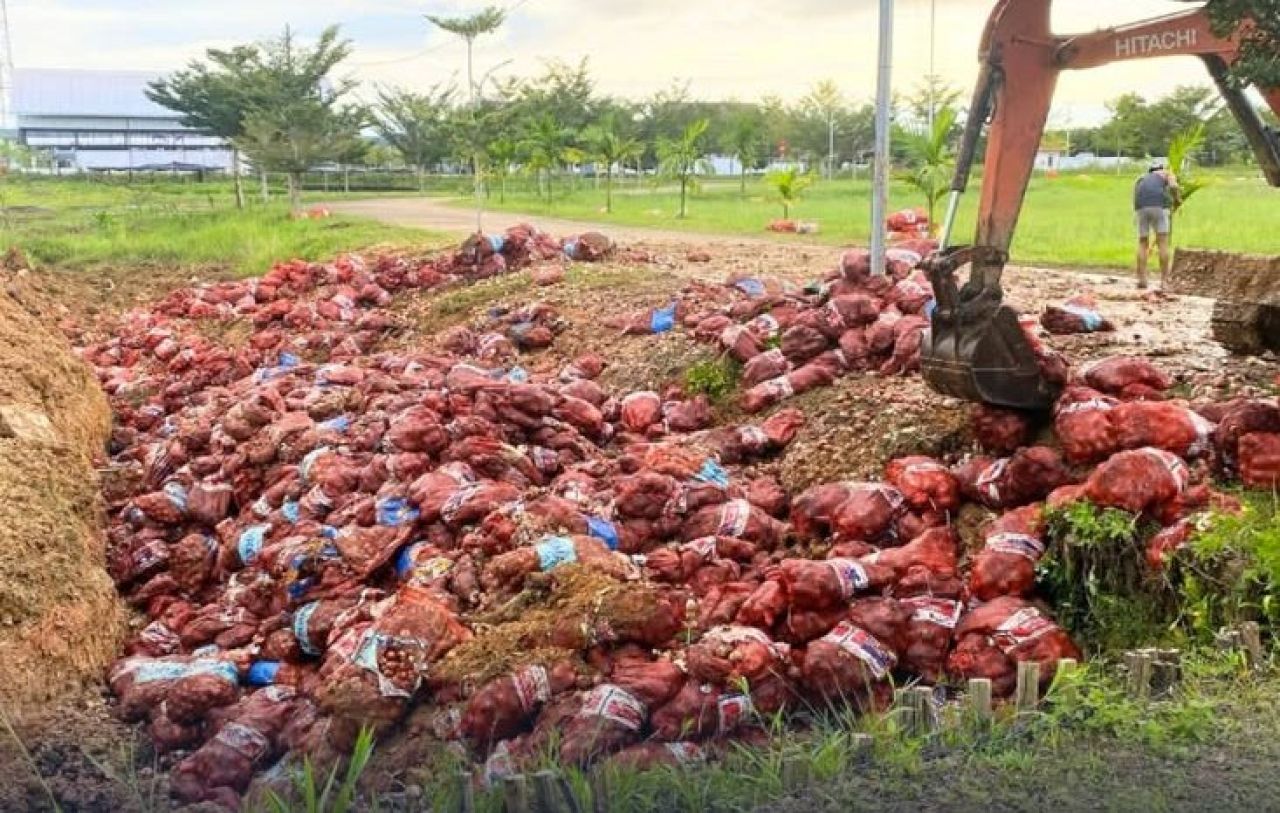 Pemusnahan Bawang Bombai ilegal