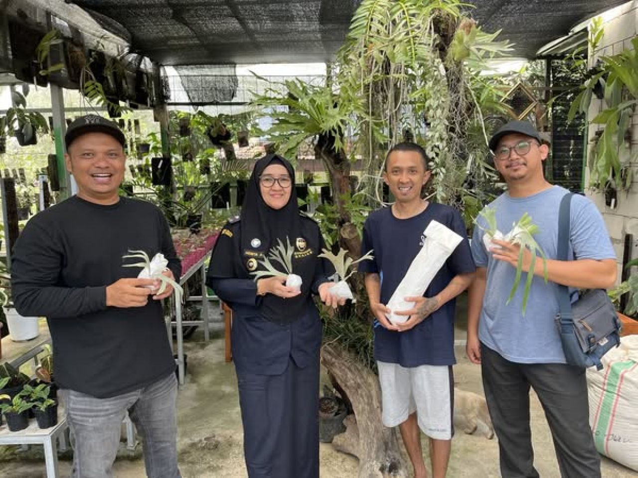 CV Anggora Nursery ekspor tanaman