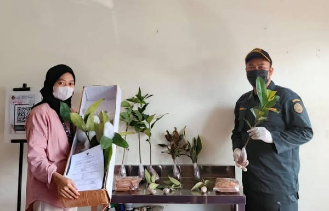 Tanaman hias dan bibit tanaman buah dari Jember