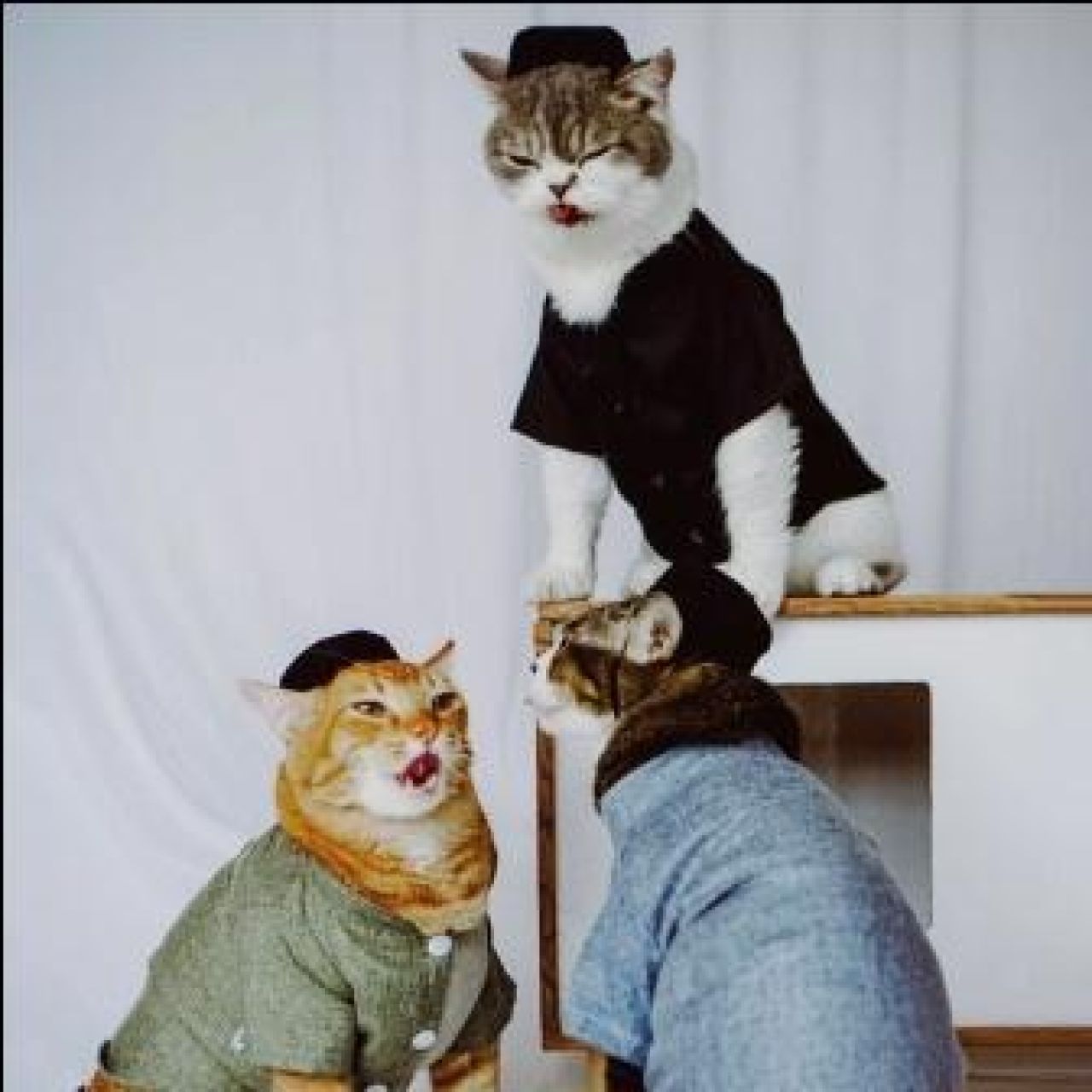 Pakaian Kucing