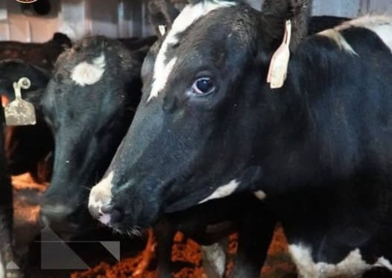 Sapi Perah Asal Australia