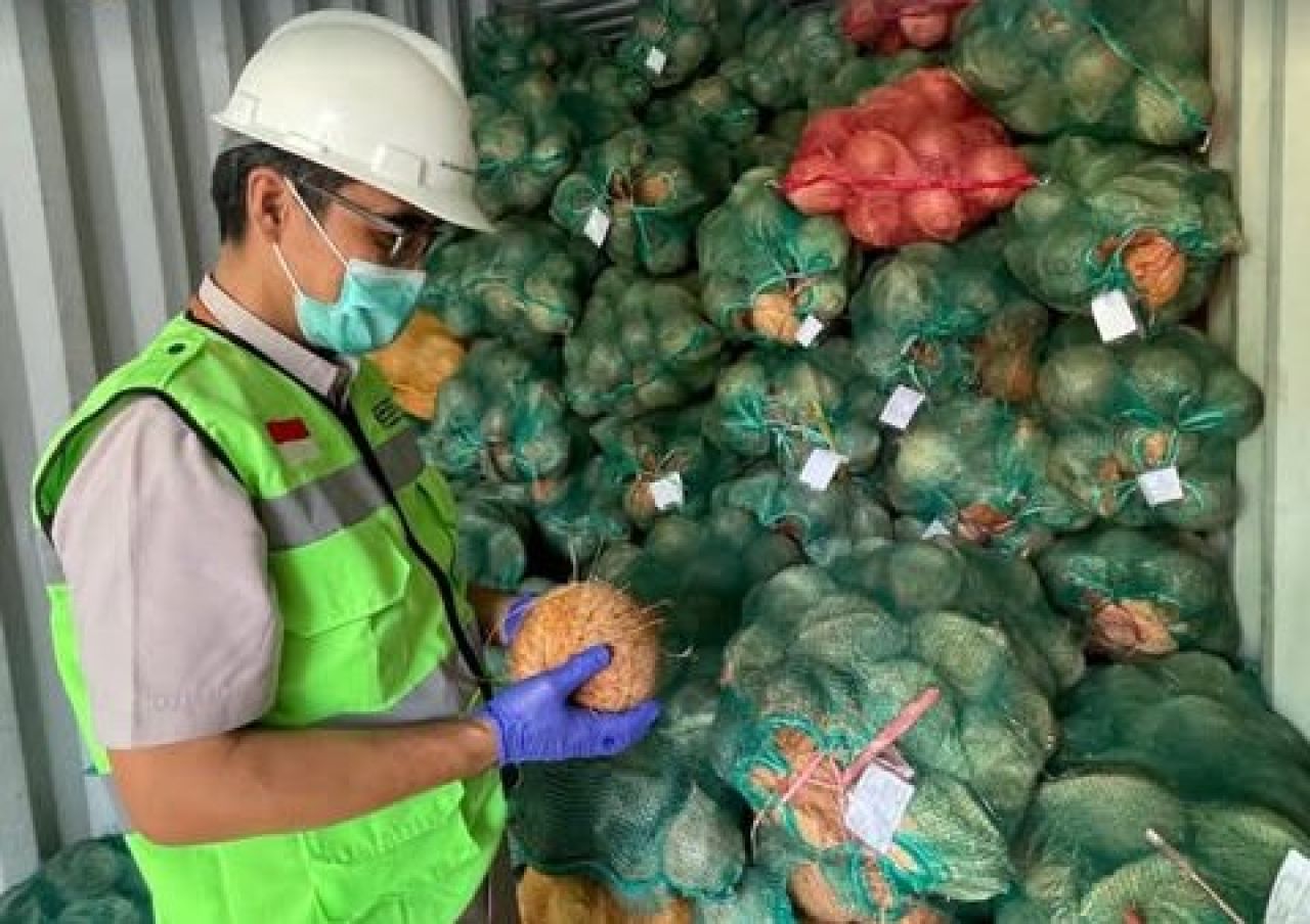 Sertifikasi ekspor kelapa bulat