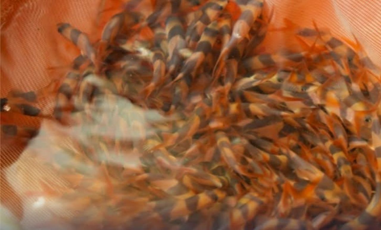 Ikan Hias
