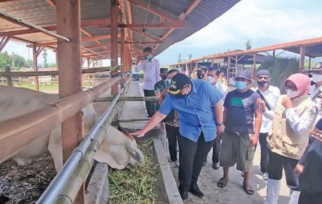 Bantuan sapi dari Kementerian Pertanian di Ngadiluwih