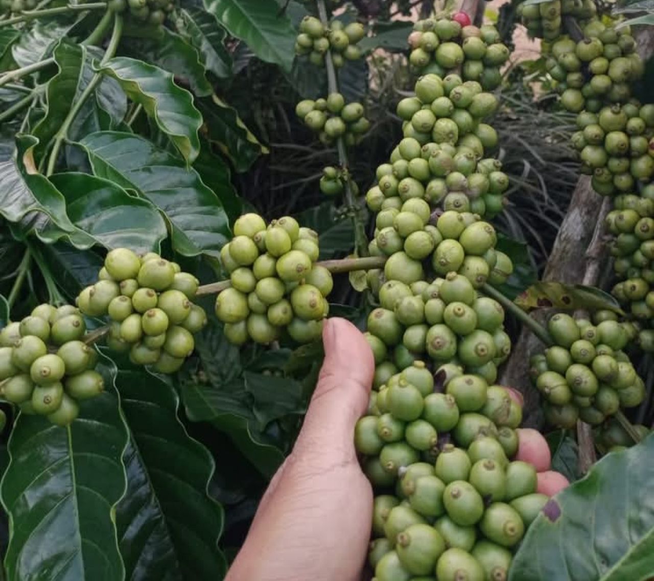 Biji kopi robusta