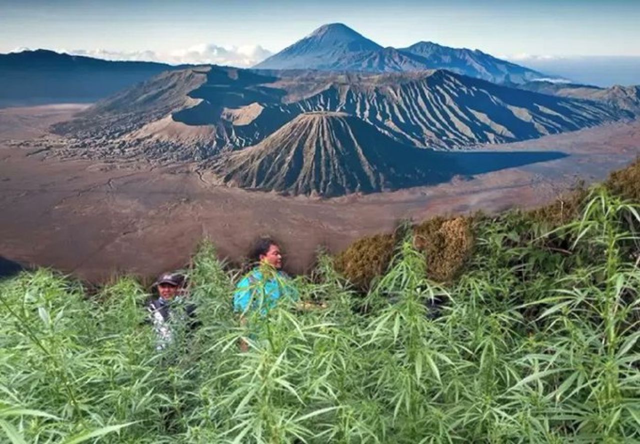 Ladang ganja dan para pelaku