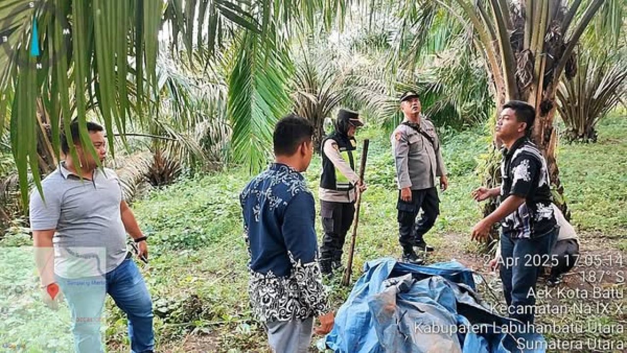 Sarang narkoba di perladangan sawit