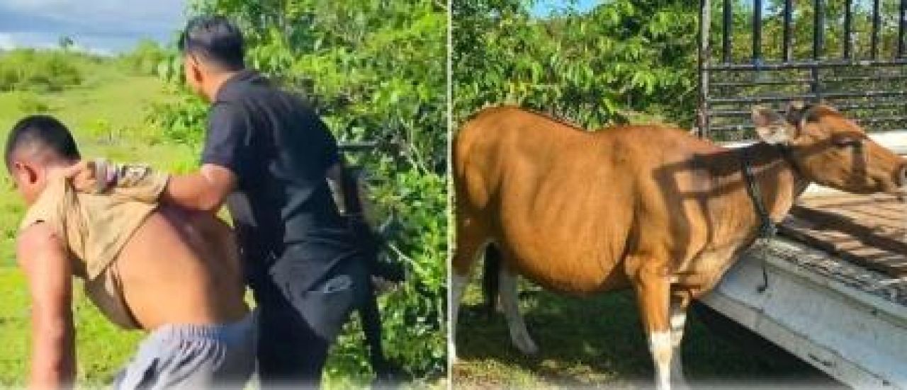 Pelaku pencurian sapi ditangkap Polisi