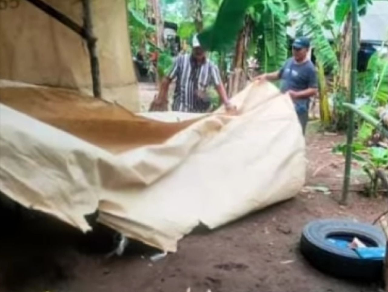 Pembongkaran arena sabung ayam di Desa Klurahan