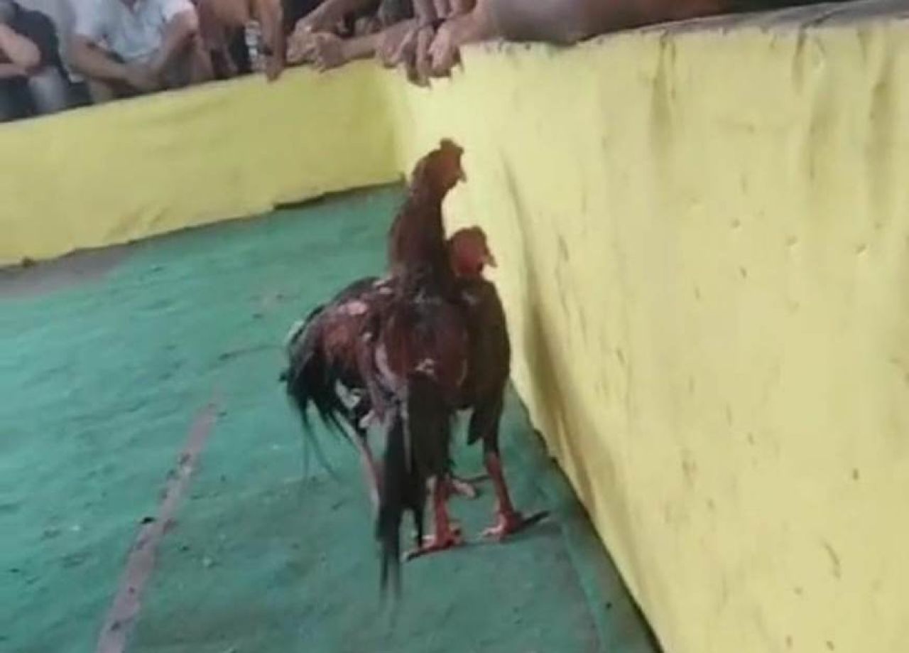 Sabung ayam di Jalan Raya Juanda, Desa Dukuh Sedati
