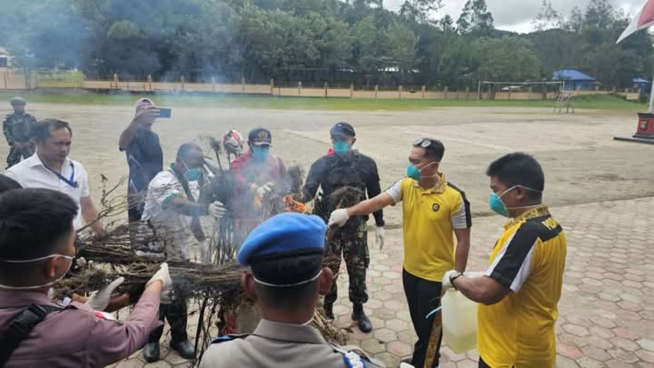 Pemusnahan tanaman ganja