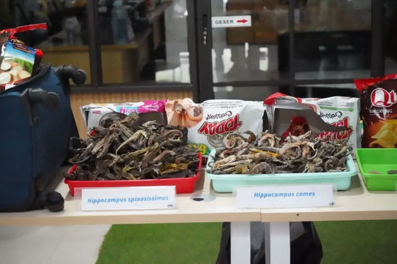 Kuda laut kering yang diamankan Karantina Kepri