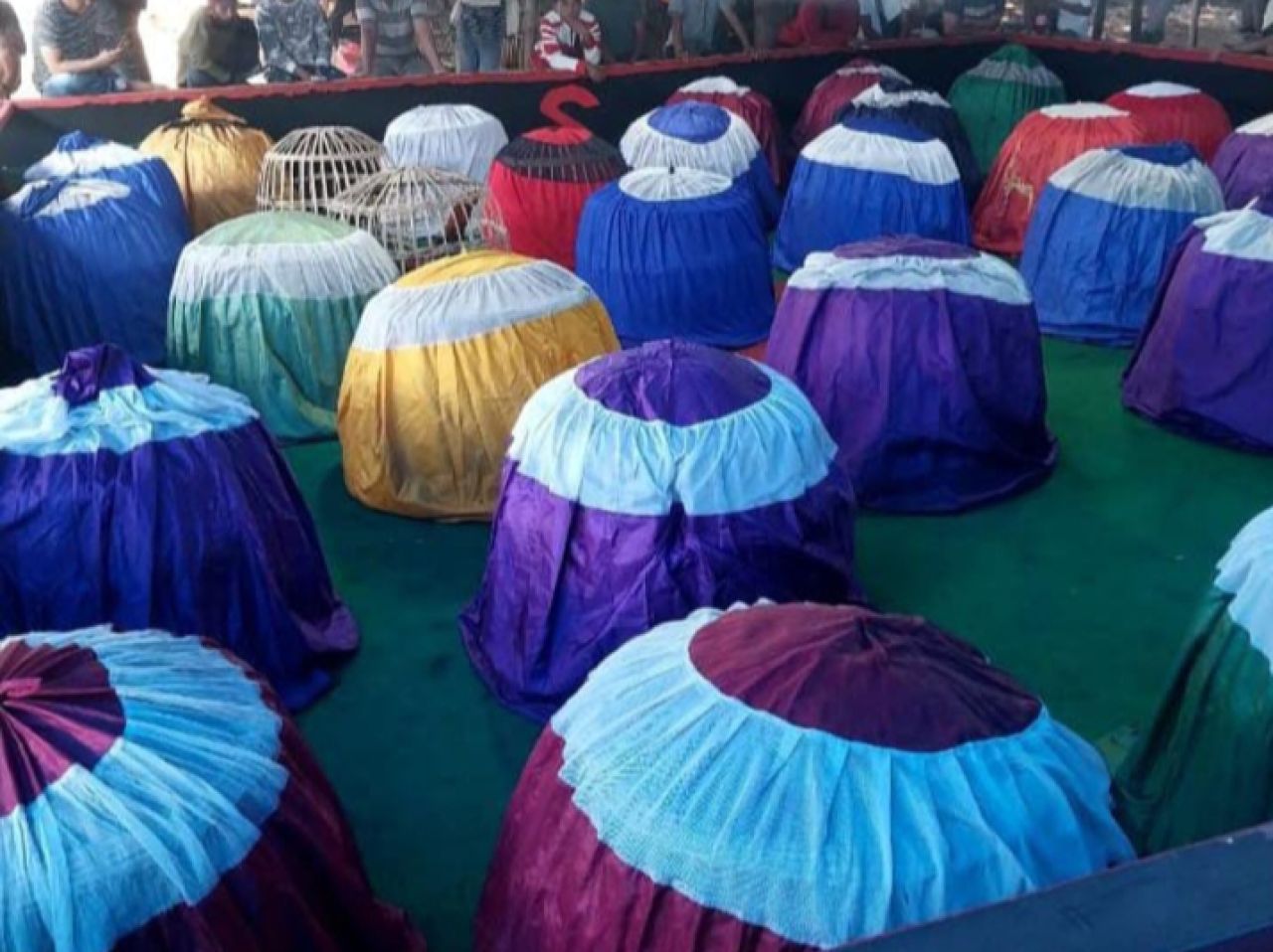 Arena sabung ayam di Kabupaten Jember