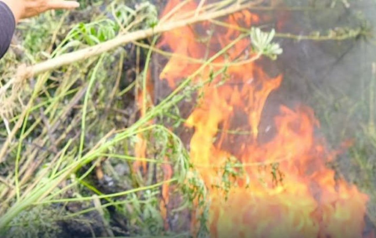 Pemusnahan ladang ganja