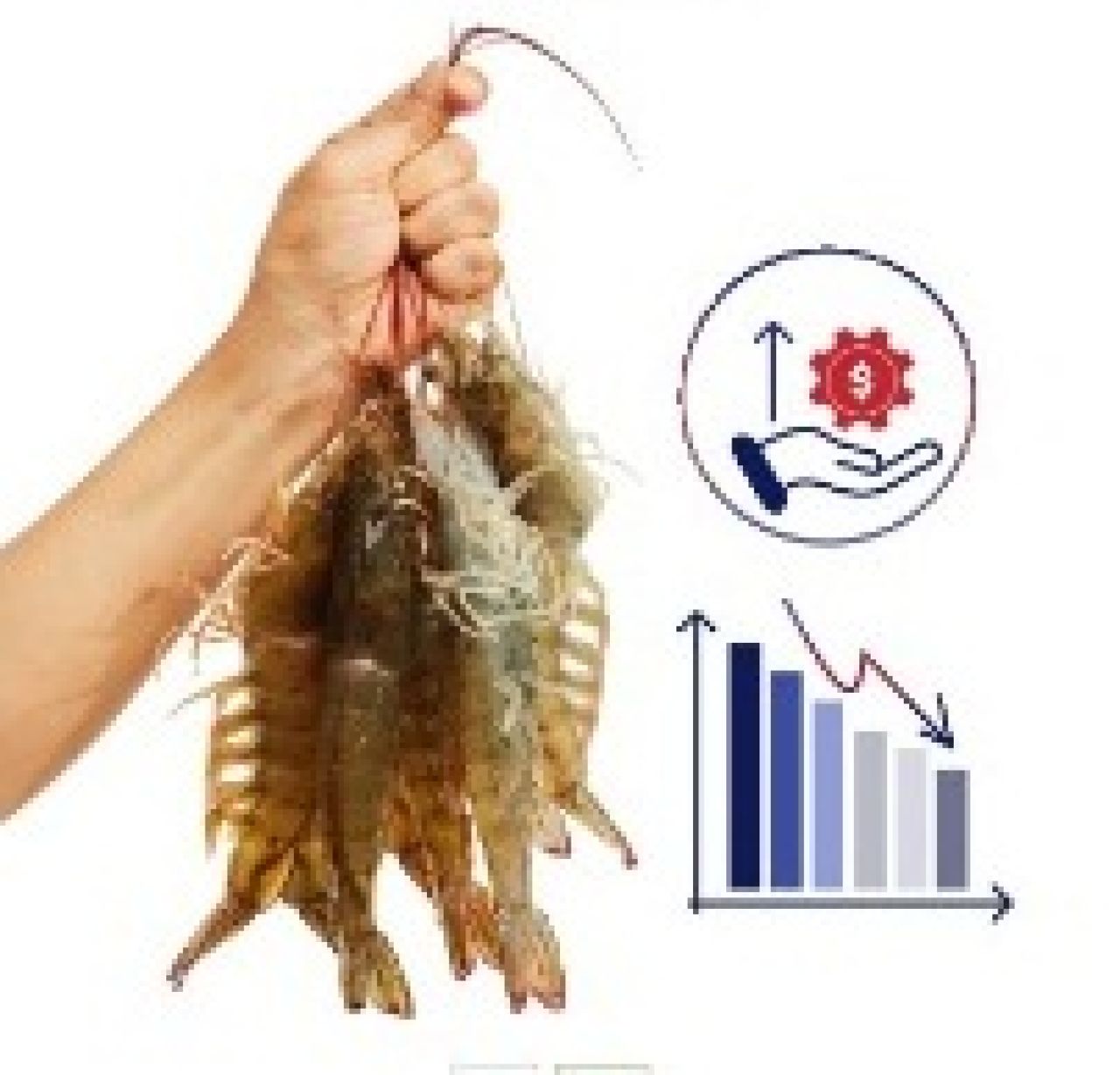 Udang