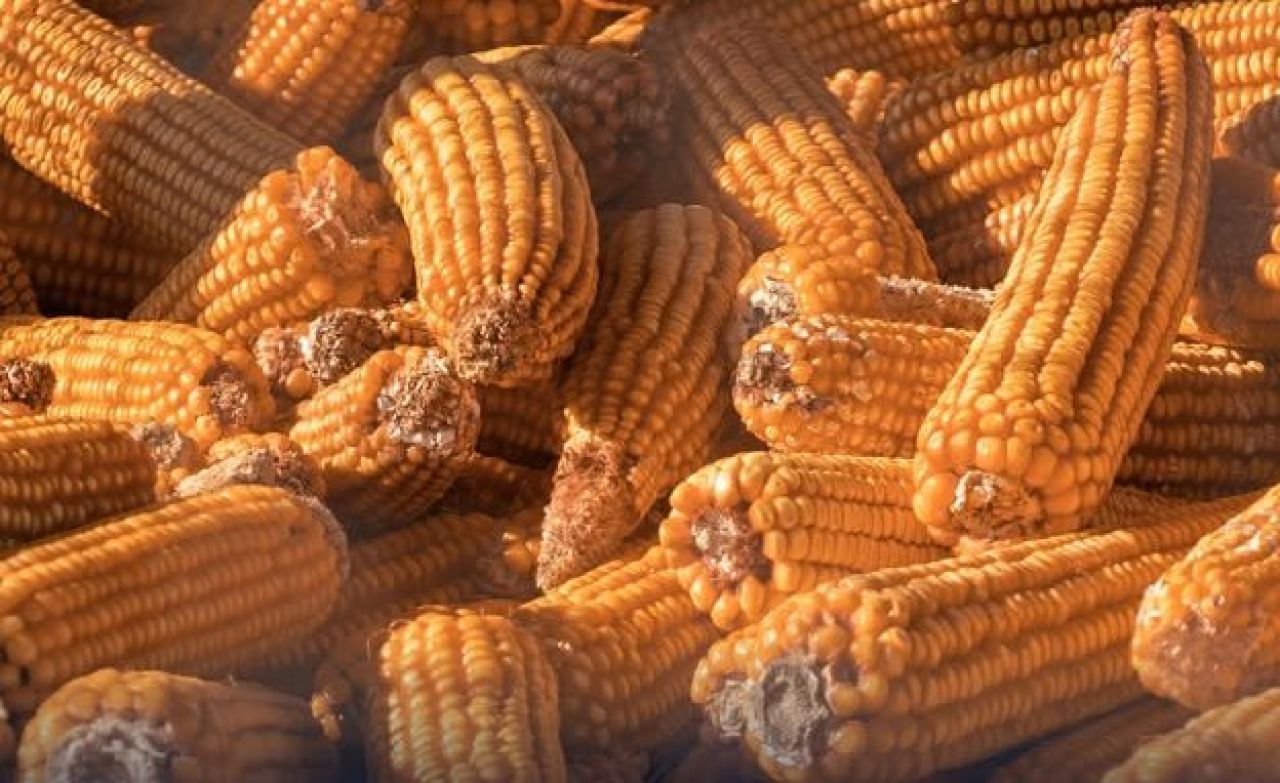 Jagung