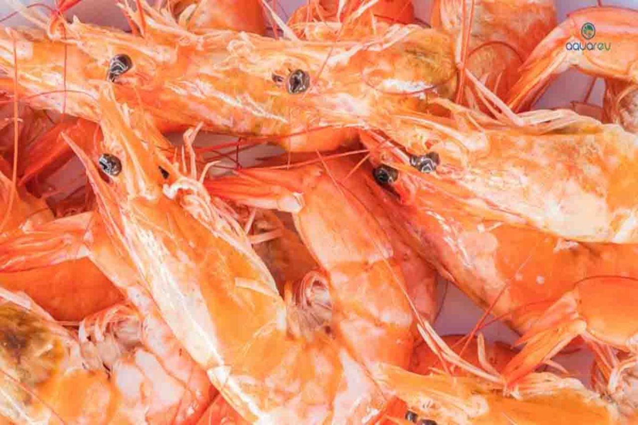 Udang beku