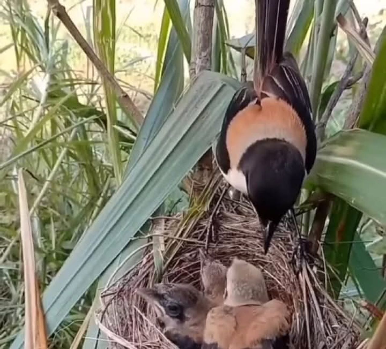 Burung Cendet
