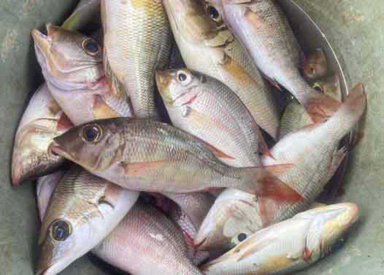 Ikan Lencam