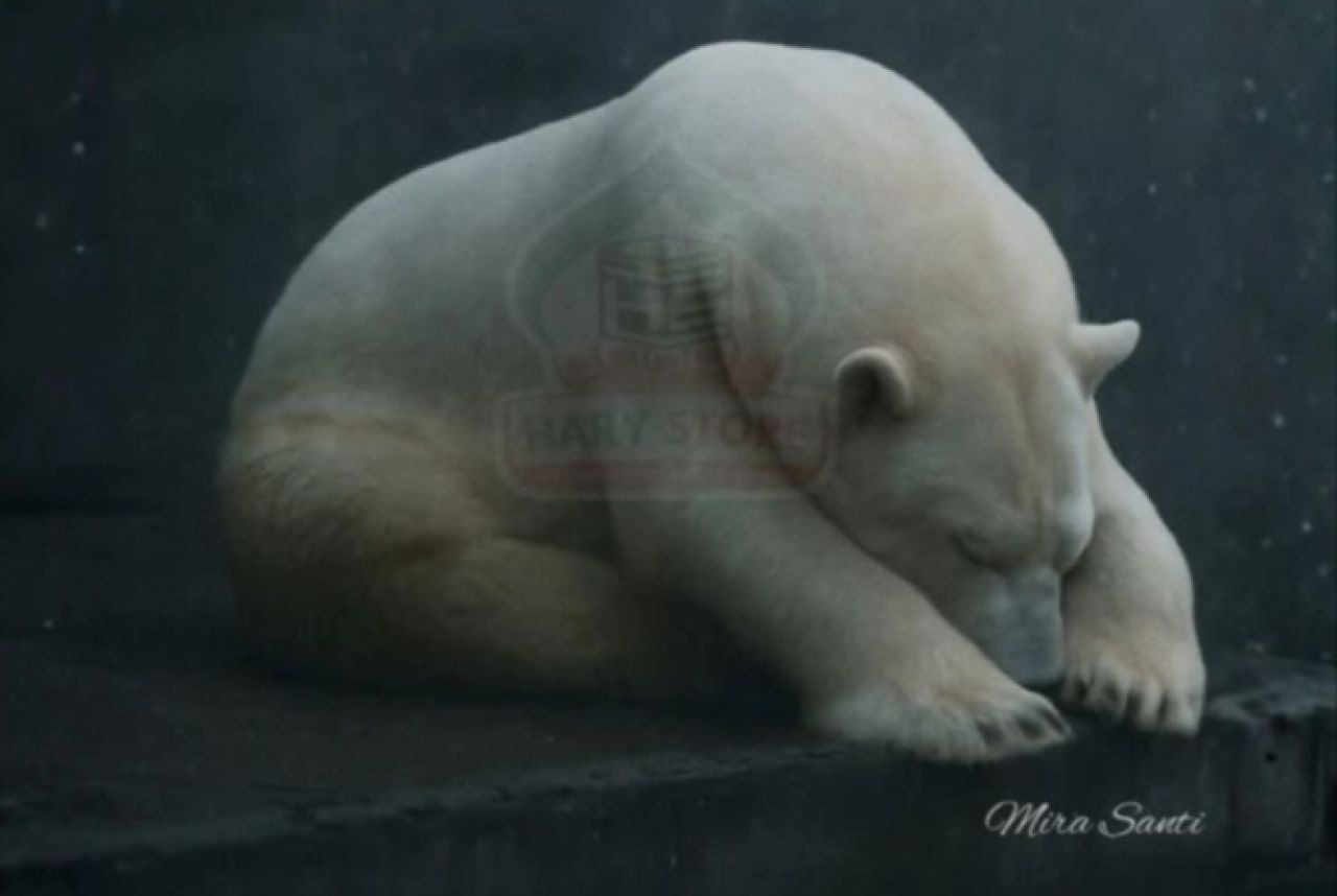 Arturo
