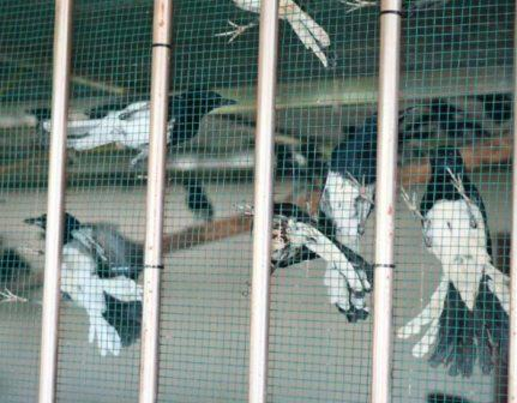 Burung yang diamankan Karantina Kalimantan Barat
