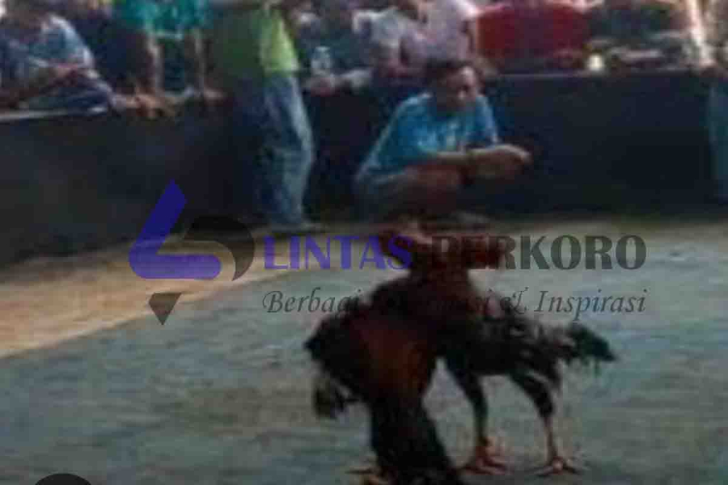 Sabung Ayam di Desa Kepadangan