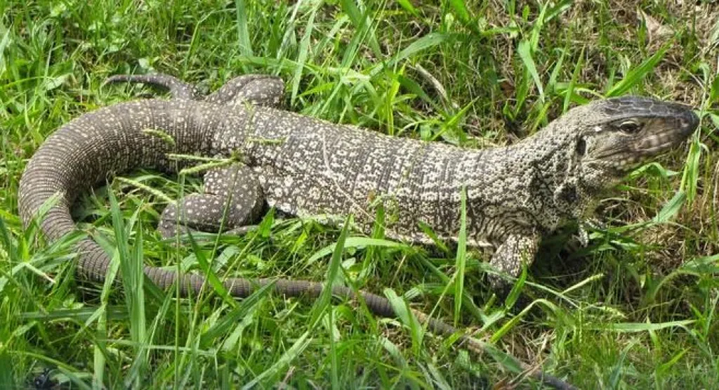 Ribuan Lembar Kulit Biawak Hendak Diselundupkan ke Malaysia