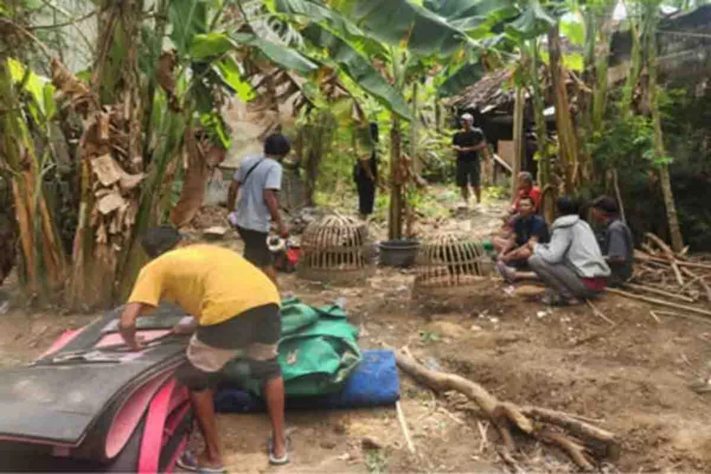 Kasus Judi Sabung Ayam di Desa Kotakan, 3 Penjudi Divonis 8 Bulan Penjara