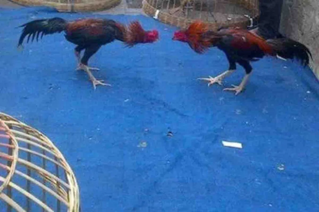 Desa Kwangsan Sidoarjo Jadi Surga Bagi Penjudi Sabung Ayam