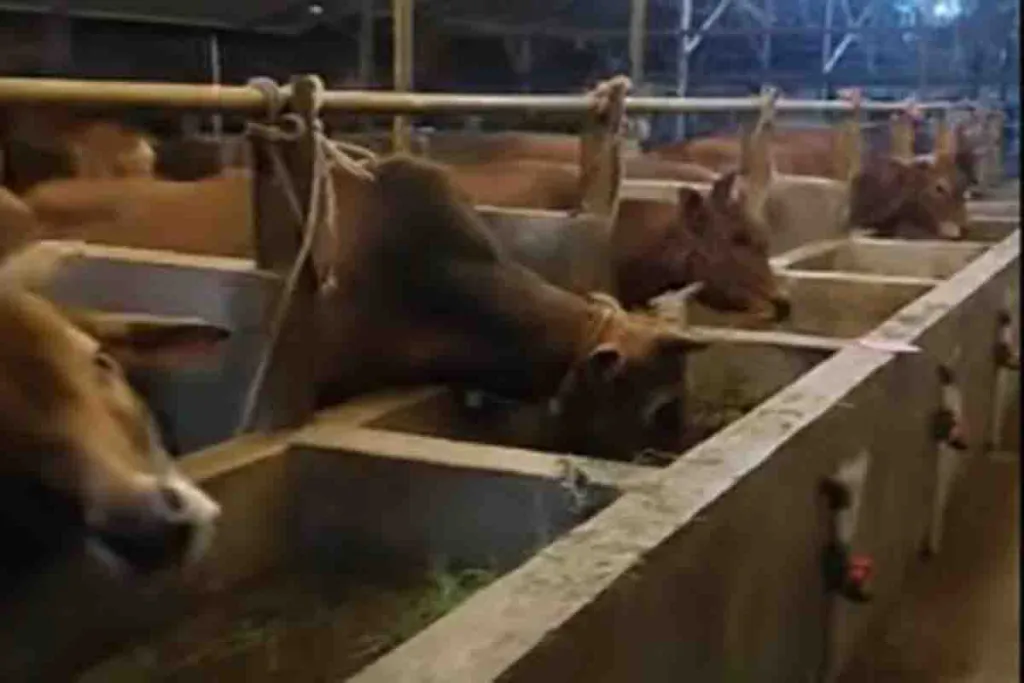 Pemkab Gresik Anggarkan Rp 507 Juta untuk Pengadaan Hewan Kurban