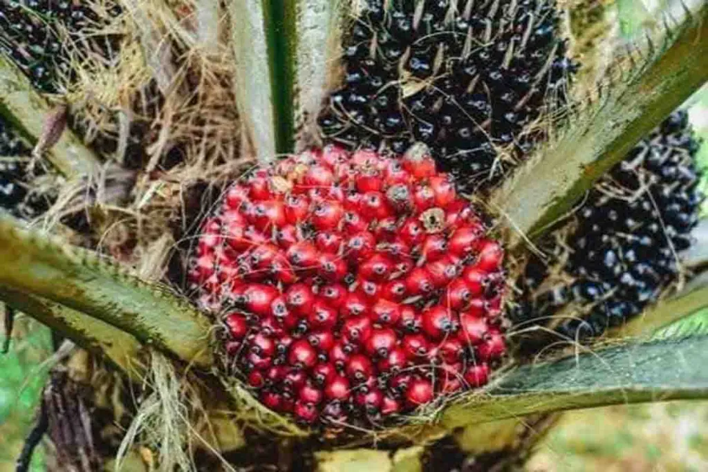 3 Pencuri Tandan Sawit PT Bakrie Sumatera Plantations Diproses Hukum