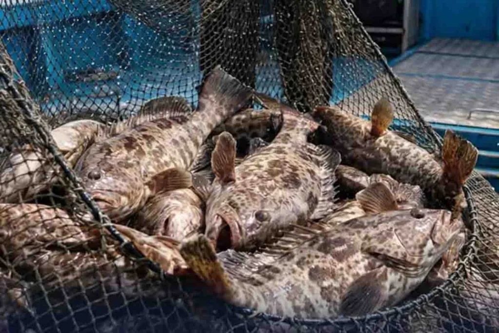 4 Ton Ikan Kerapu Hidup Diekspor ke Hongkong