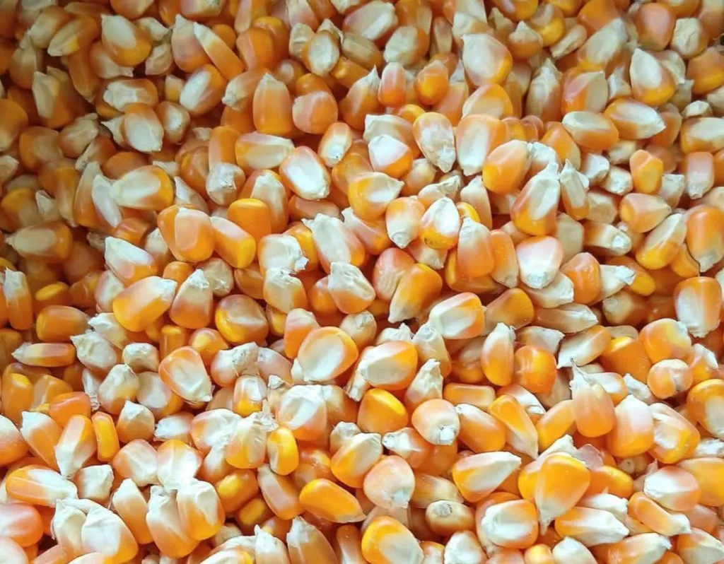 Meilana Tipu Windy Astri dalam Usaha Jual Beli Jagung dan Rokok
