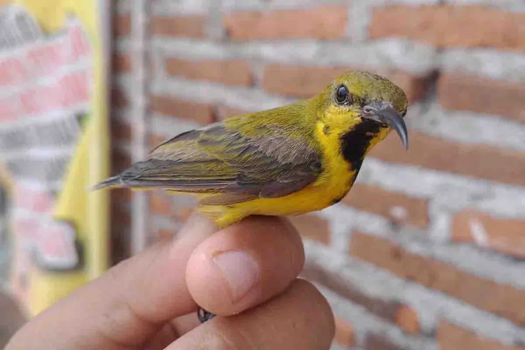Bawa Burung dari Banjarmasin ke Surabaya, Abdul Rofik Kena Denda