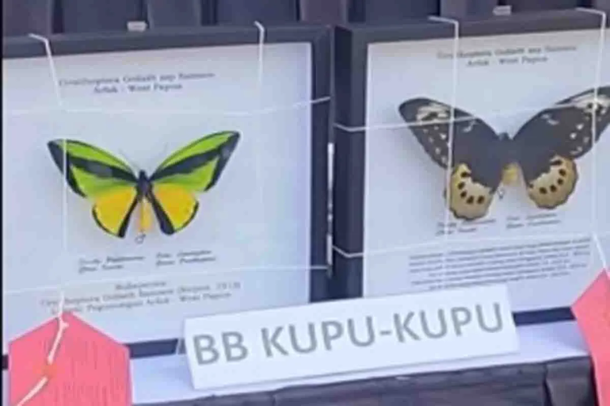 Laode Liaudin Gagal Selundupkan Kupu Kupu Kering ke Luar Negeri