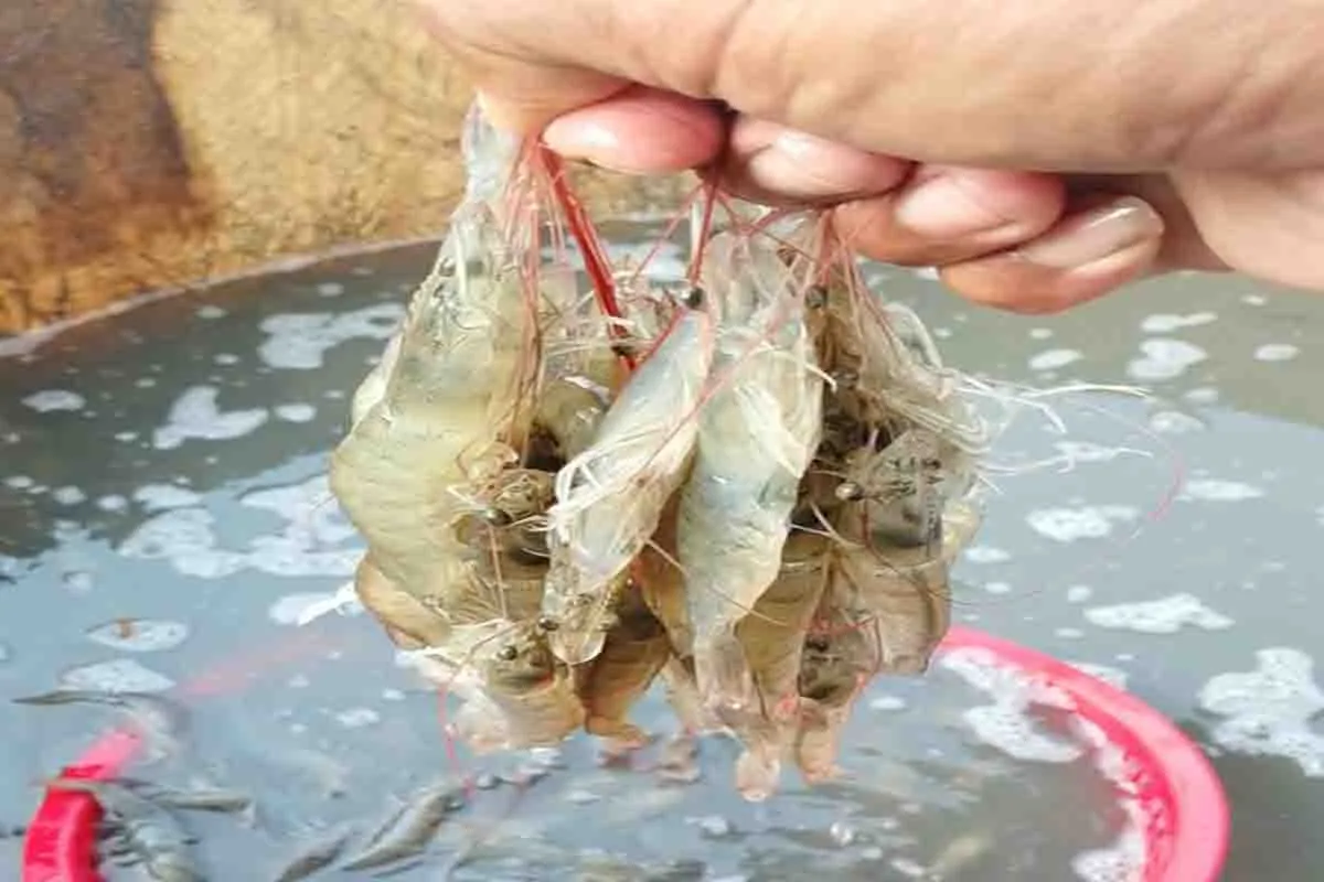 Satu Kilogram Pakan Bukan Hanya Makanan Udang Ia Juga Tagihan Oksigen