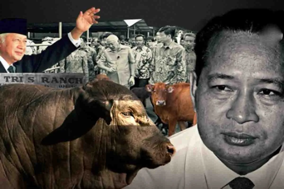 Misteri Hilangnya Sapi Soeharto di Peternakan Tapos