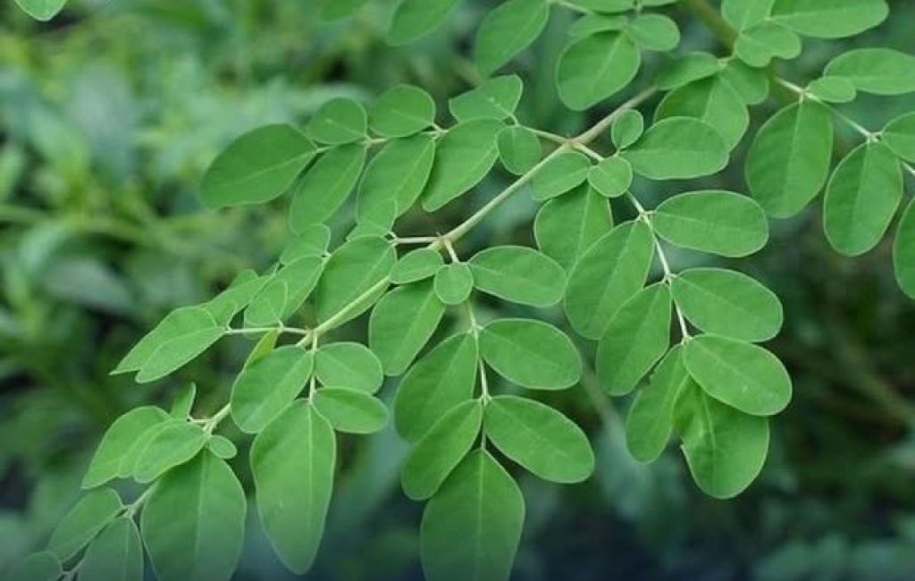 Daun Kelor