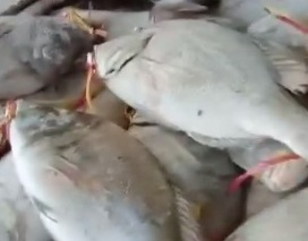 Ikan lencam