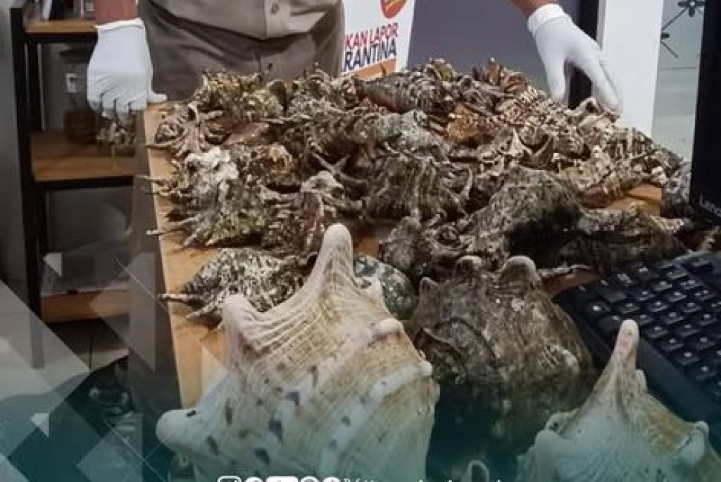 Kerang Kepala Kambing Hidup