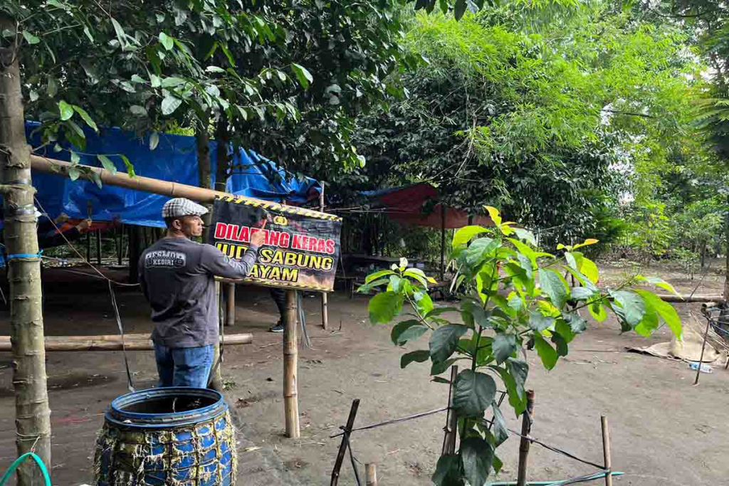Arena Sabung Ayam di Desa Payaman