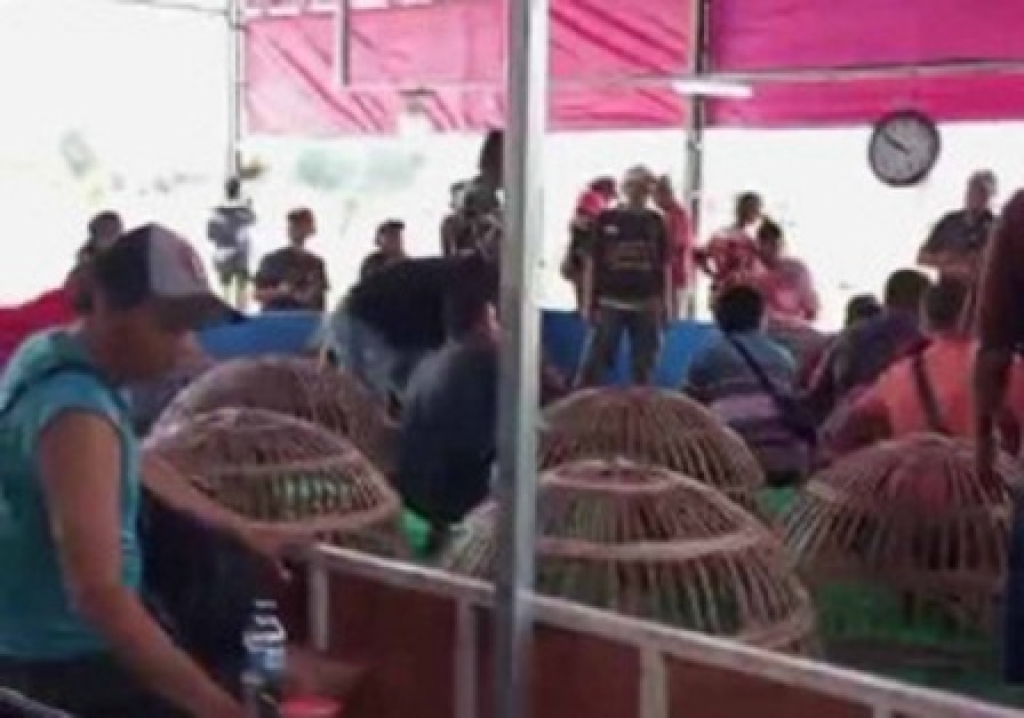 Sabung ayam di Desa Pepe