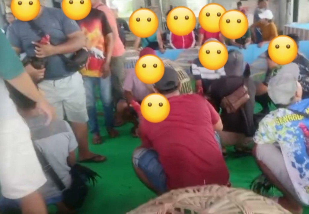Kegiatan sabung ayam di Sedati