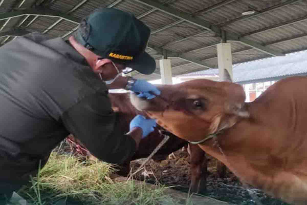 Petugas Karantina mengecek sapi Madura