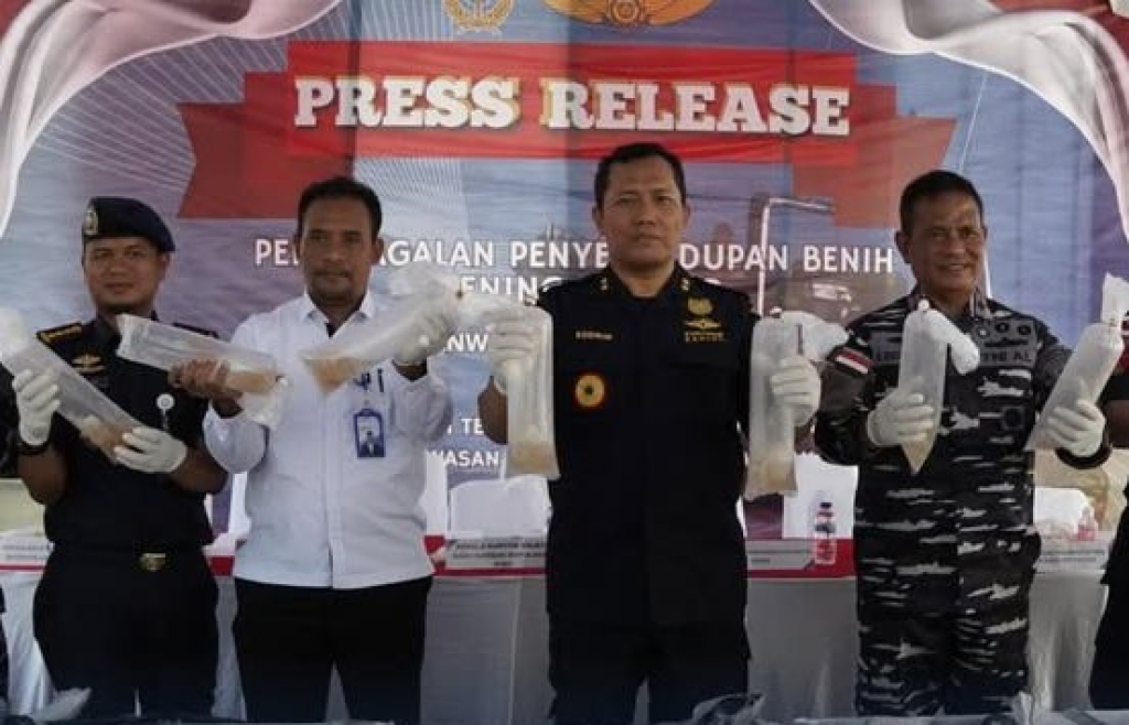 Petugas menunjukkan bening lobster yang gagal diselundupkan