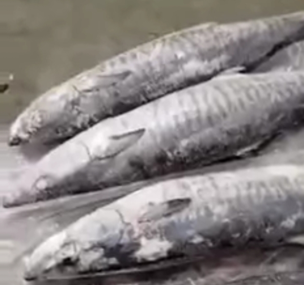 Ikan tenggiri beku